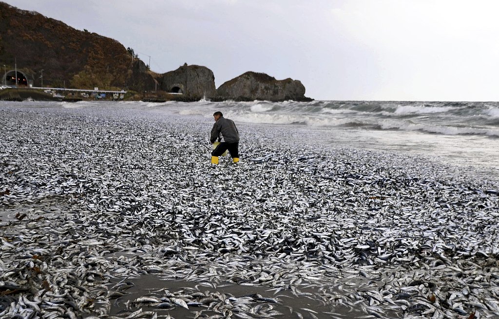 Gelb in Hokkaido, Tausende Tonnen toter Fische am Strand