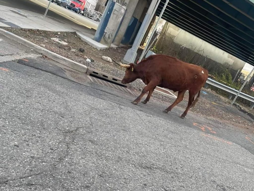 Toro fugge dal mattatoio e va a prendere la metro: pendolari bloccati