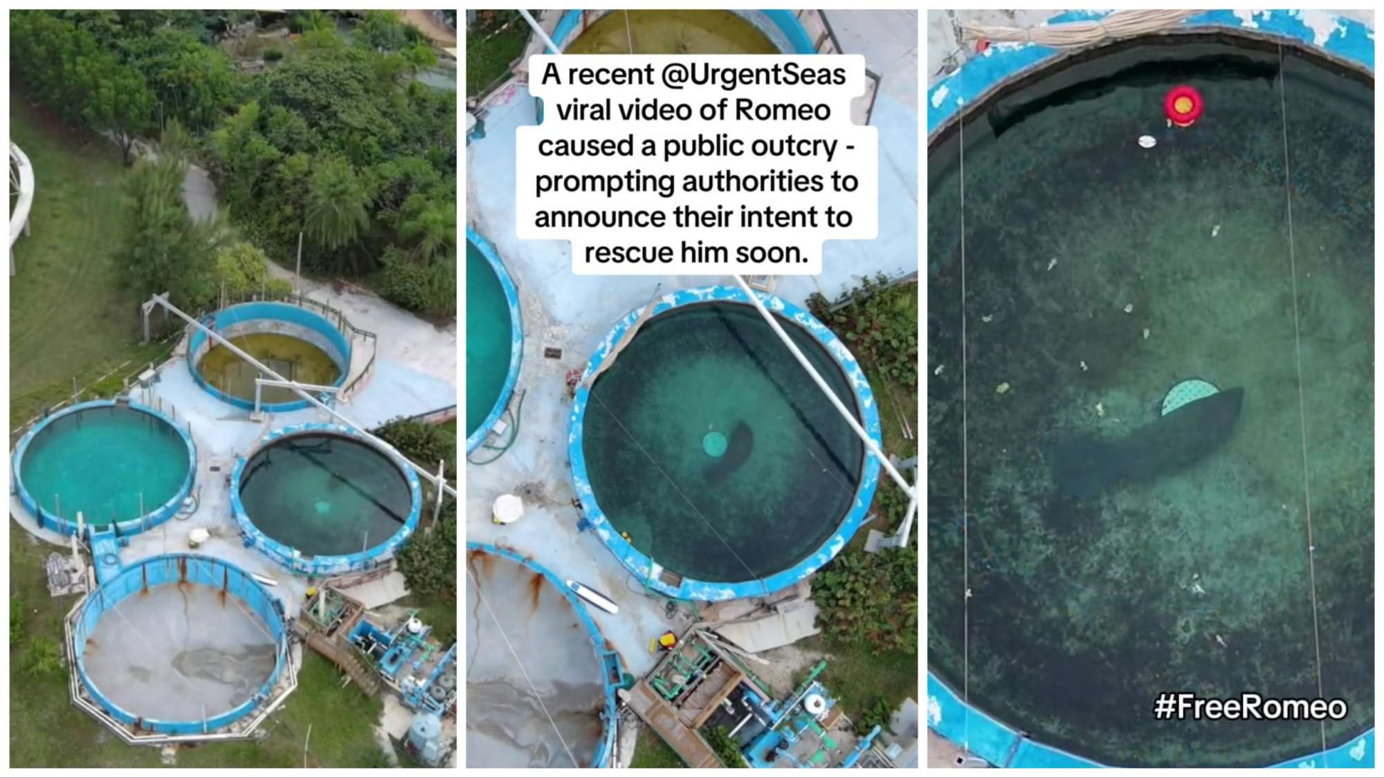 Die traurigste Seekuh der Welt, nach 67 Jahren im Schwimmbad Richtung Freiheit