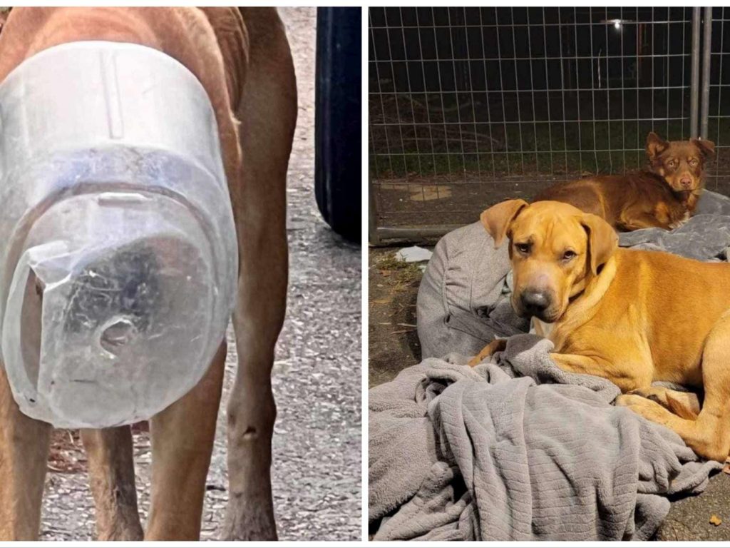 Perro con la cabeza metida en una botella salvado por un activista por los derechos de los animales