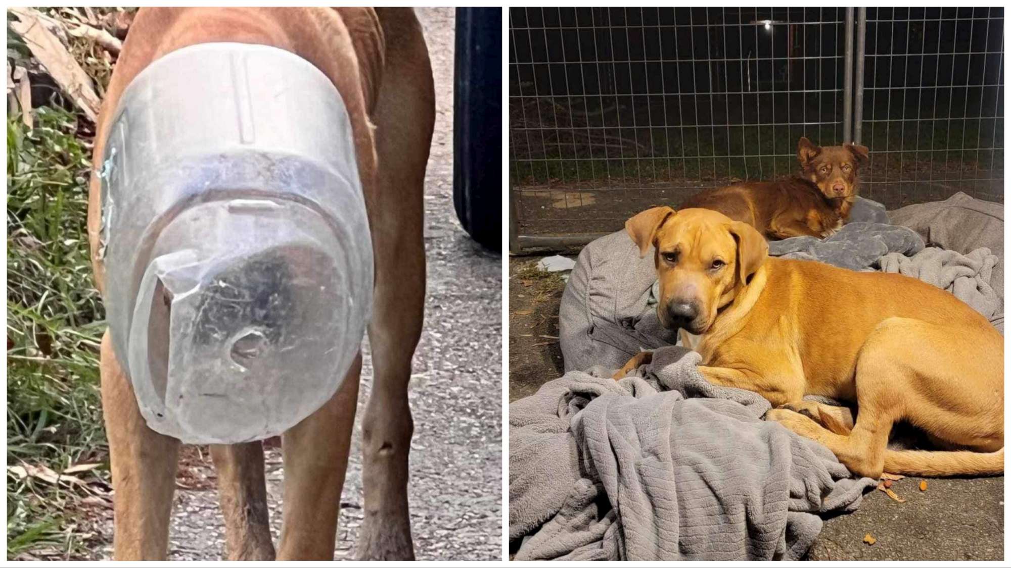Perro con la cabeza metida en una botella salvado por un activista por los derechos de los animales
