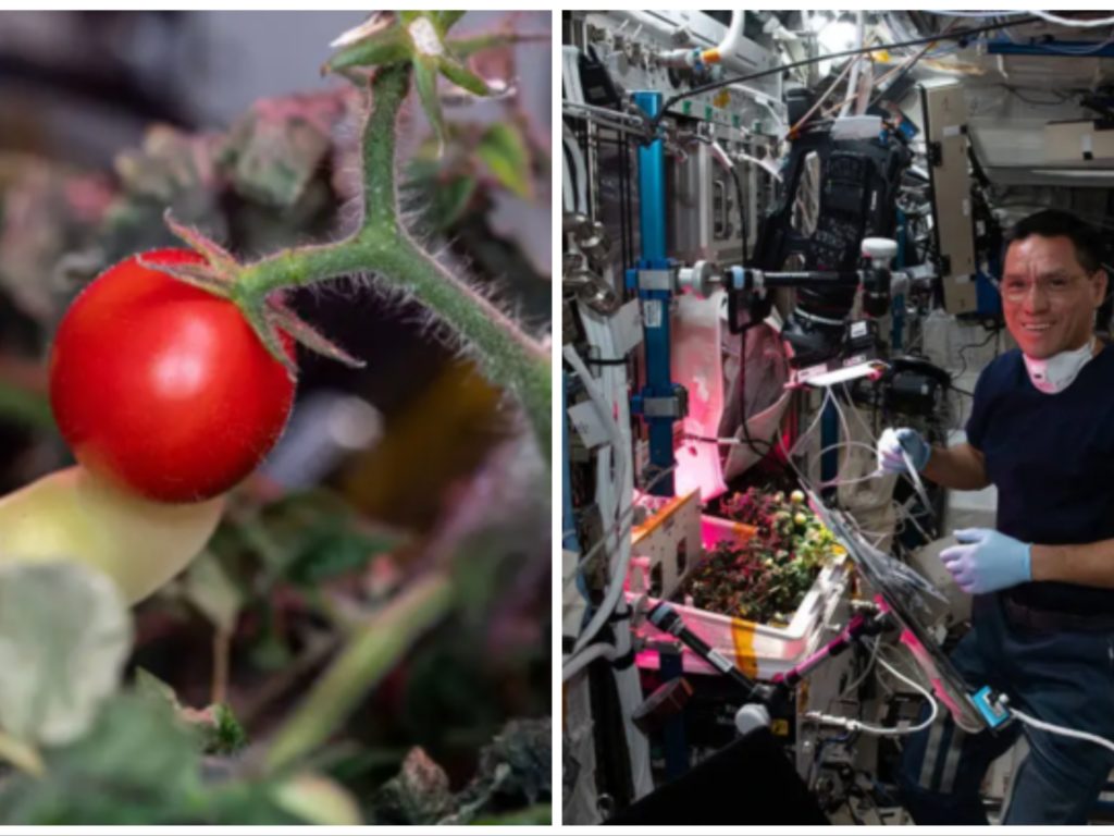 Pomodoro coltivato nello spazio e poi sparito, risolto il mistero: non è stato mangiato