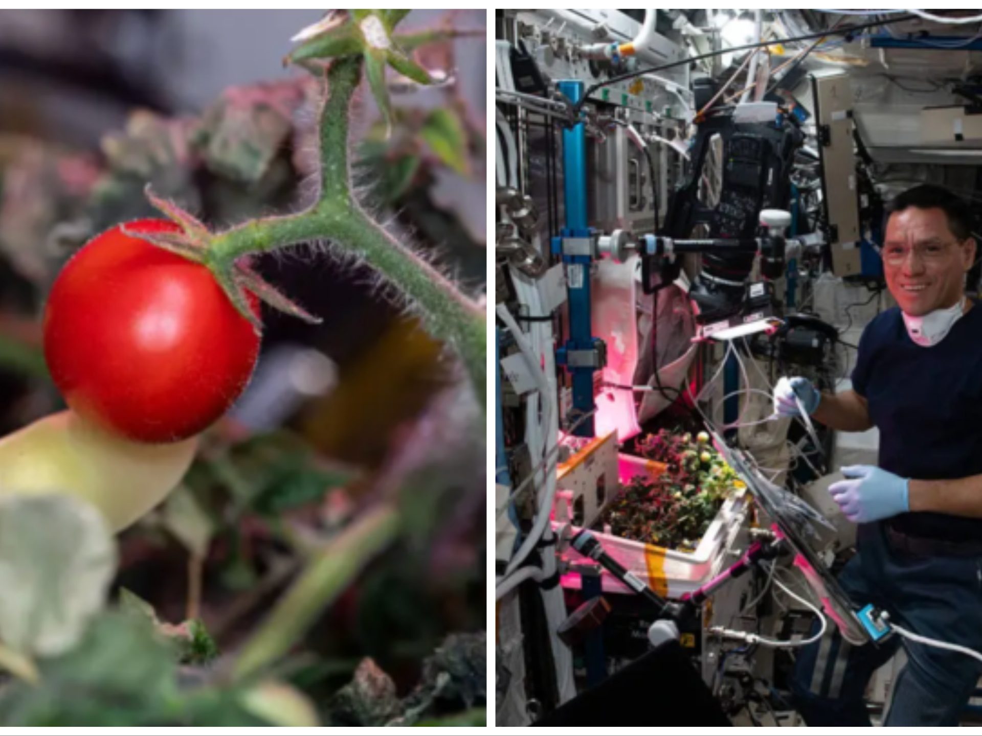 Tomate cultivée dans l'espace puis disparue, le mystère résolu : elle n'a pas été mangée