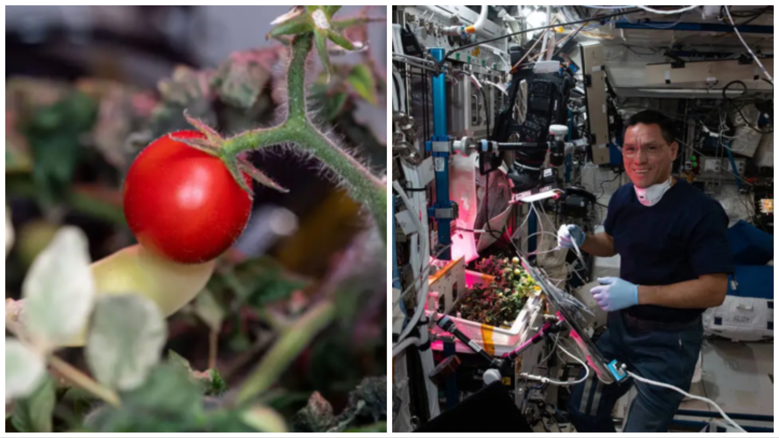 Pomodoro coltivato nello spazio e poi sparito, risolto il mistero: non è stato mangiato