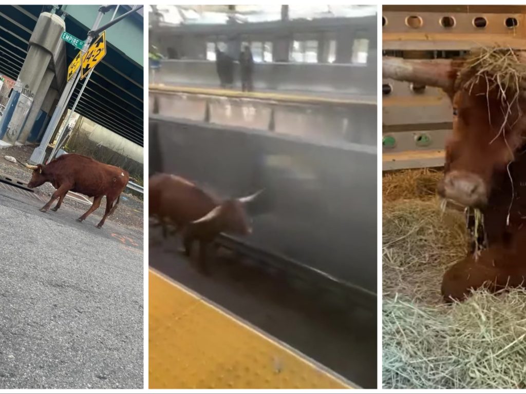 Toro escapa del matadero y va a tomar el metro: viajeros varados