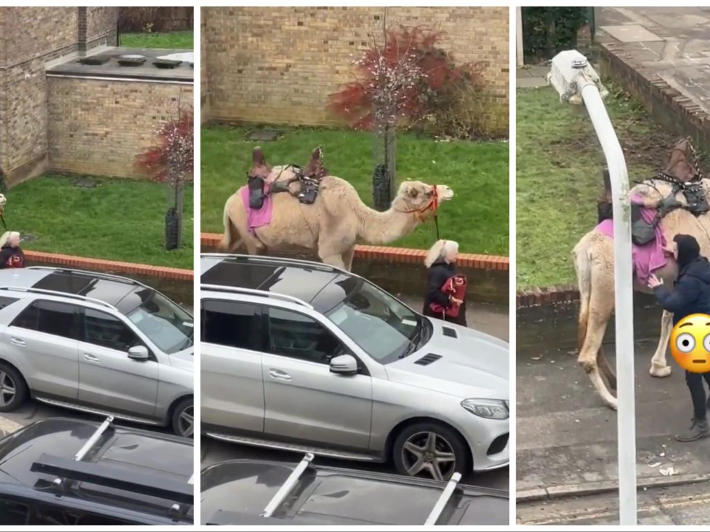 Mujer saca a pasear un camello: avistamiento increíble en el centro de la ciudad