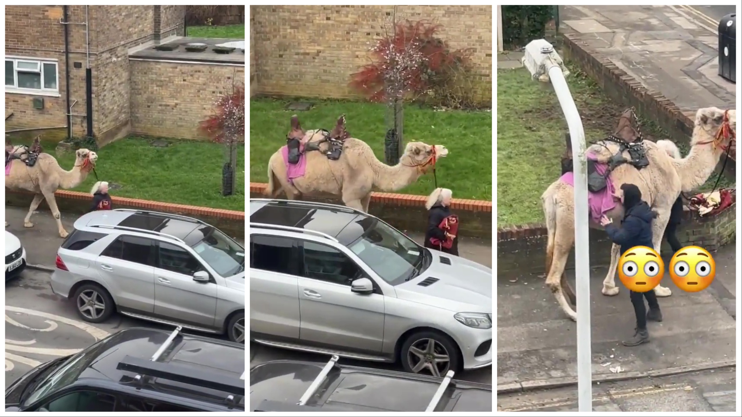 Donna porta a spasso un cammello: incredibile avvistamento in centro città