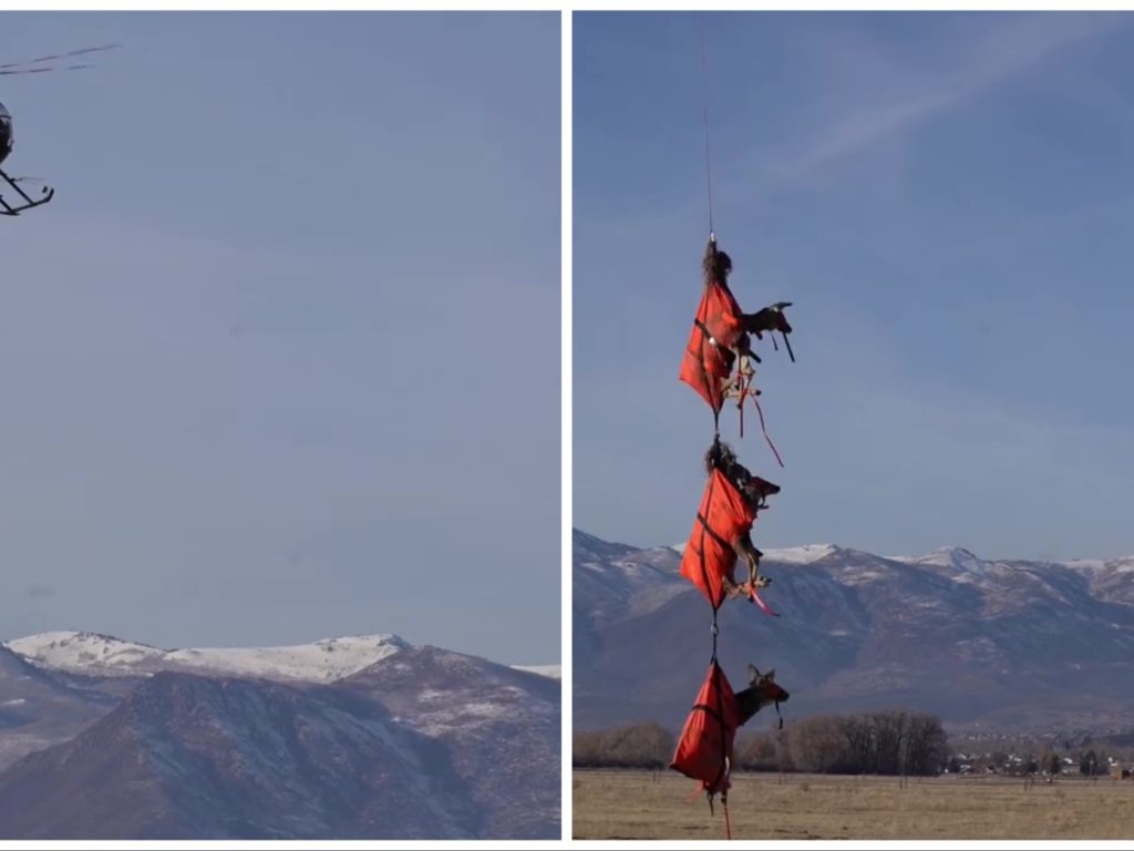 Das fliegende Rentier des Weihnachtsmanns wurde in Utah gesichtet: Hier ist das Video