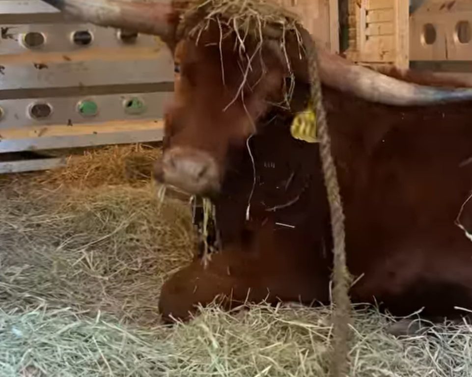 Toro s'échappe de l'abattoir et va prendre le métro : des navetteurs bloqués