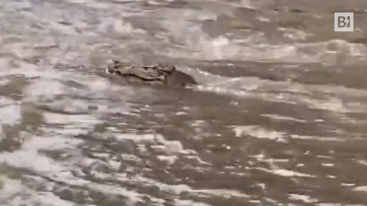 Inundaciones en Australia: aparece un cocodrilo en la ciudad