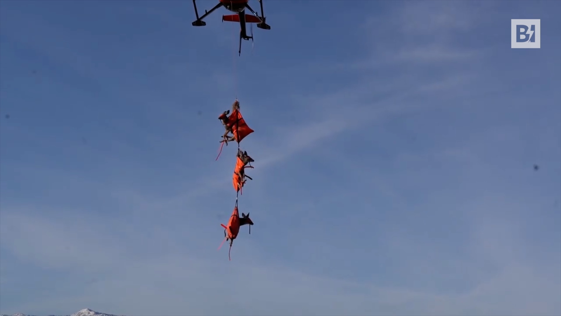 Usa, già all’opera le renne volanti di Babbo…