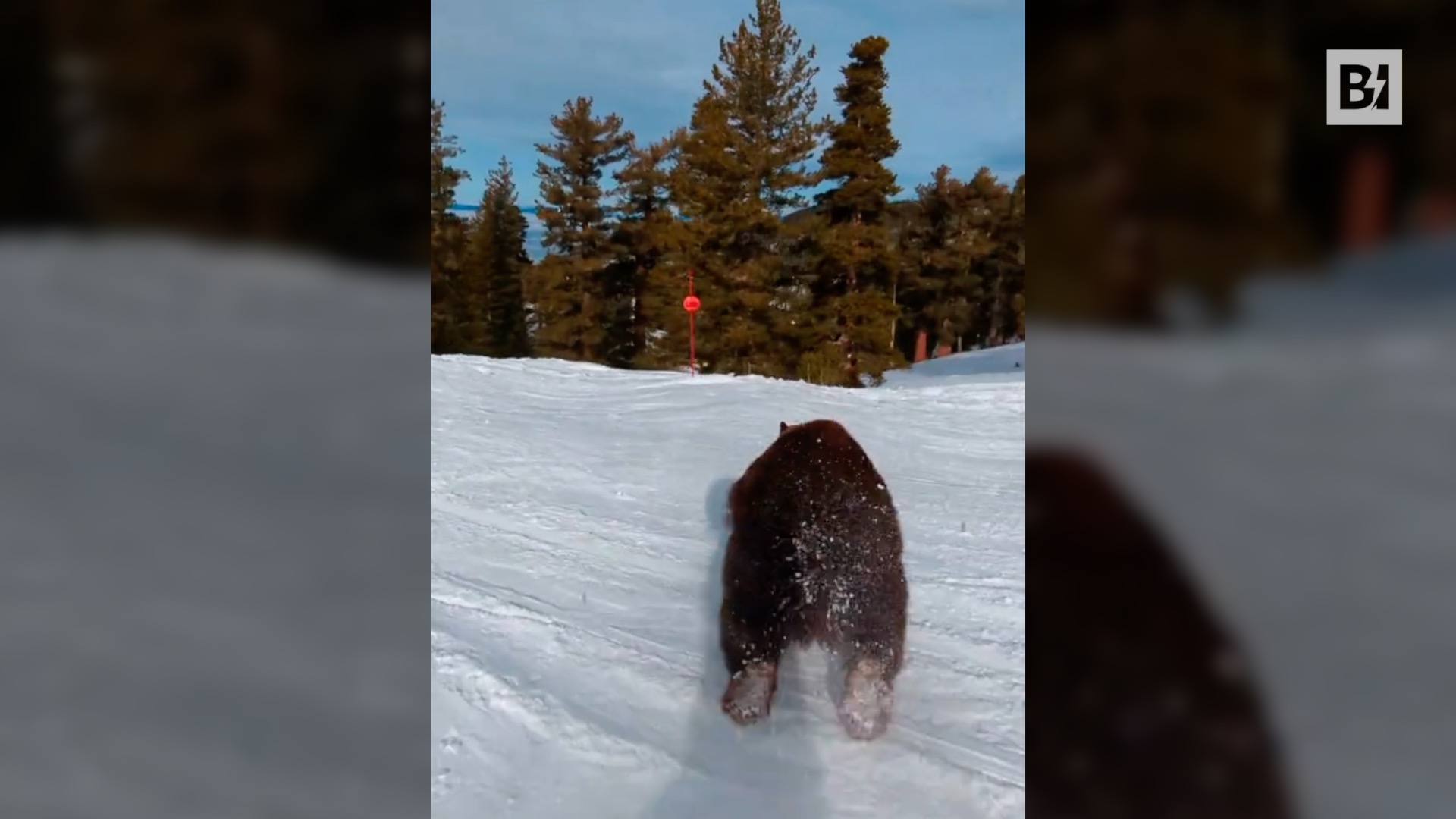 Orso taglia la pista agli sciatori: impatto sfiorato