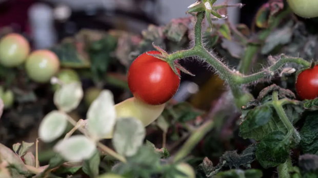 Tomate cultivée dans l'espace puis disparue, le mystère résolu : elle n'a pas été mangée