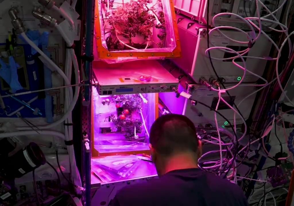 Tomate cultivée dans l'espace puis disparue, le mystère résolu : elle n'a pas été mangée