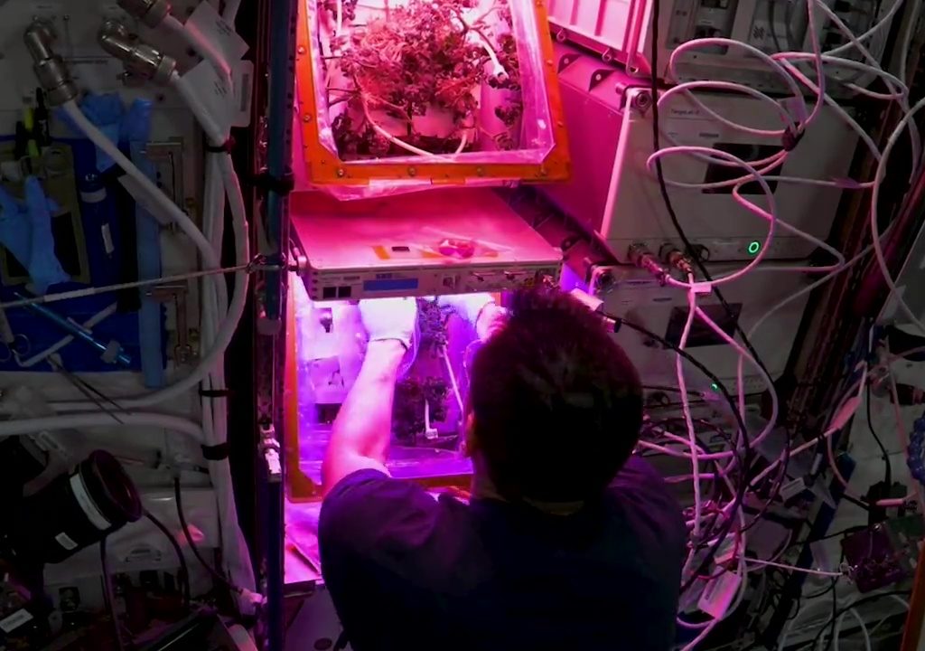 Tomate cultivée dans l'espace puis disparue, le mystère résolu : elle n'a pas été mangée