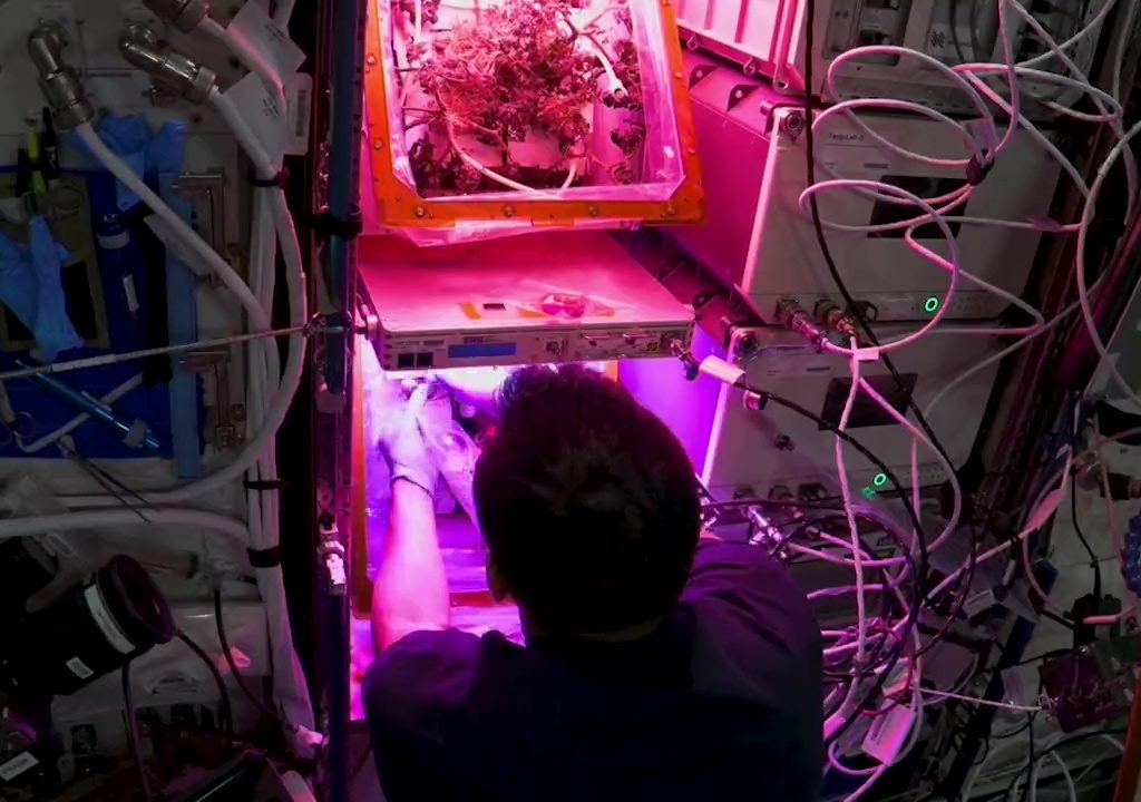 Tomate cultivée dans l'espace puis disparue, le mystère résolu : elle n'a pas été mangée