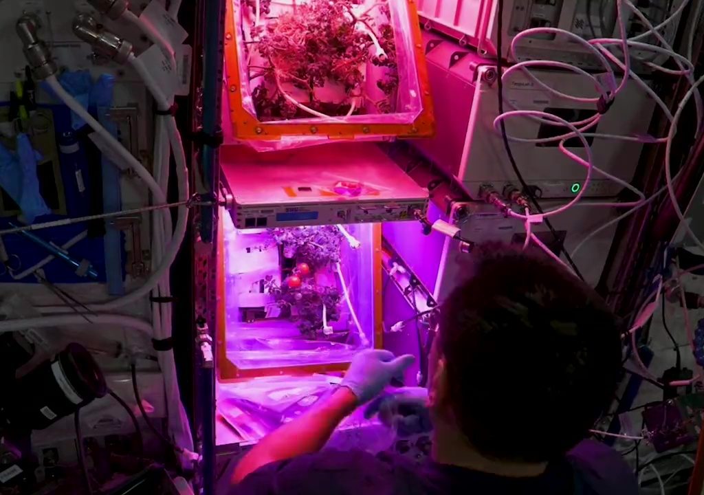 Tomate cultivée dans l'espace puis disparue, le mystère résolu : elle n'a pas été mangée