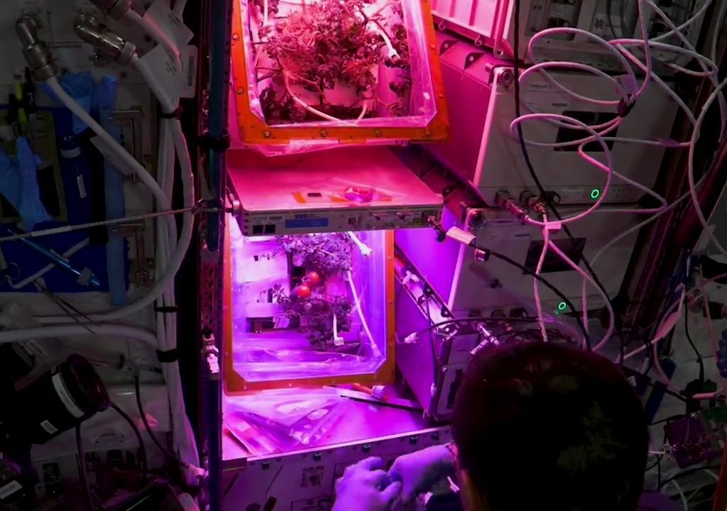 Tomate cultivée dans l'espace puis disparue, le mystère résolu : elle n'a pas été mangée