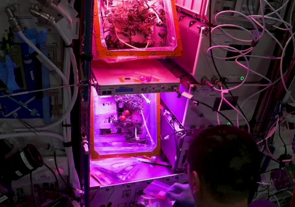 Tomate cultivée dans l'espace puis disparue, le mystère résolu : elle n'a pas été mangée