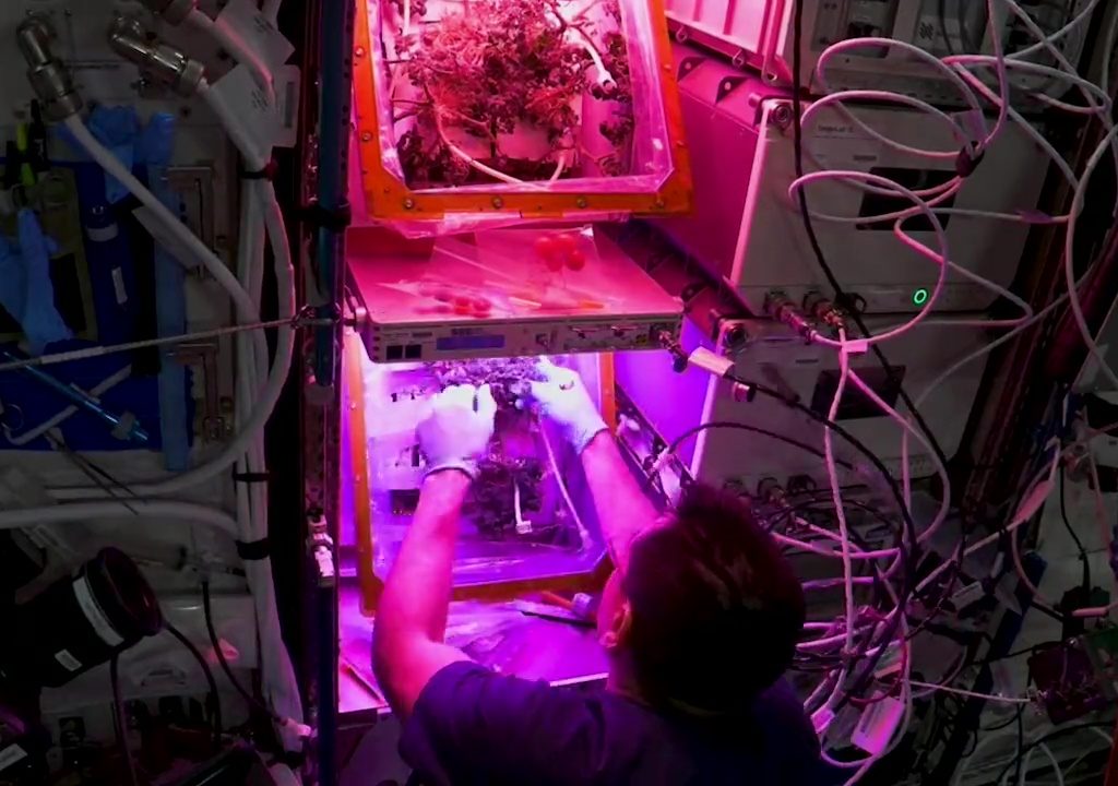 Tomate cultivée dans l'espace puis disparue, le mystère résolu : elle n'a pas été mangée