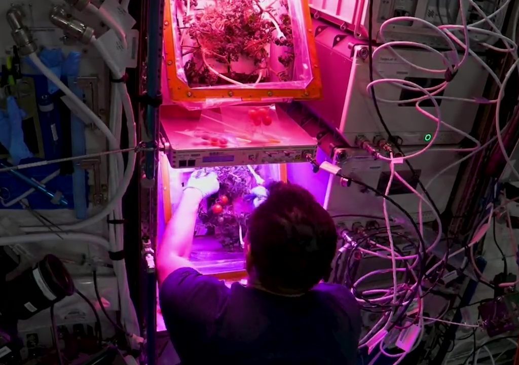 Tomate cultivée dans l'espace puis disparue, le mystère résolu : elle n'a pas été mangée