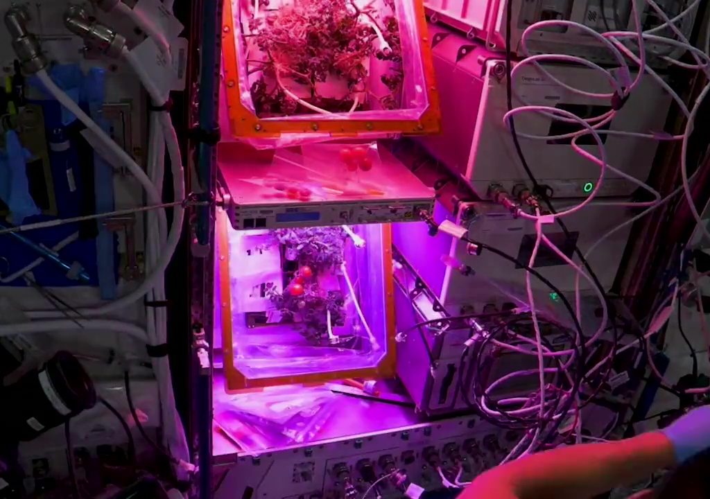 Tomate cultivée dans l'espace puis disparue, le mystère résolu : elle n'a pas été mangée