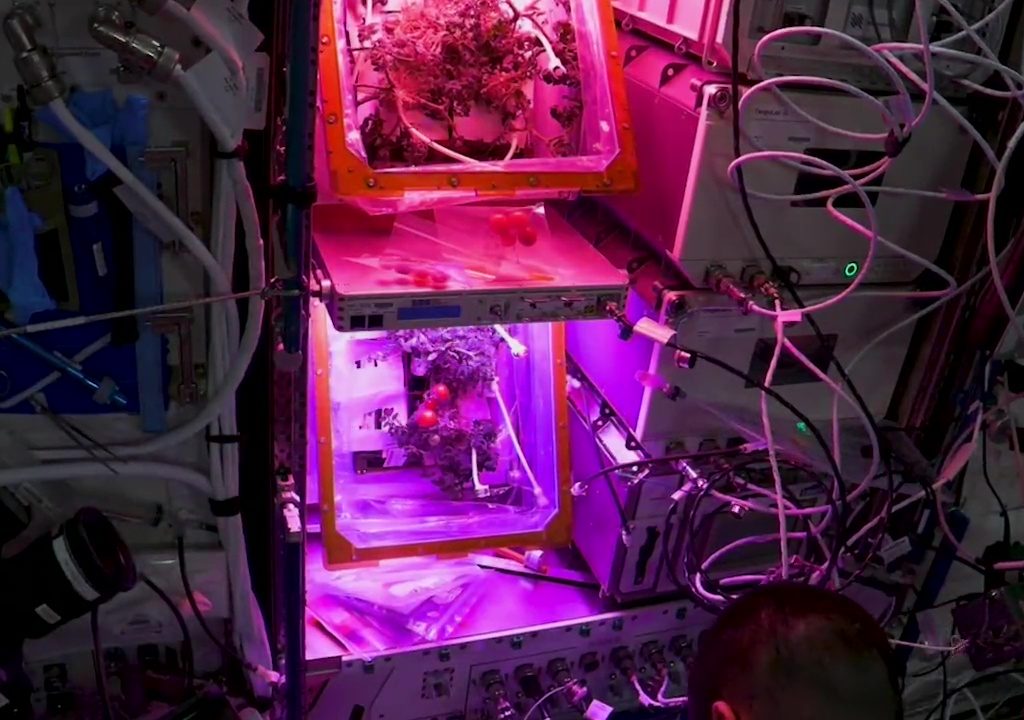 Tomate cultivée dans l'espace puis disparue, le mystère résolu : elle n'a pas été mangée