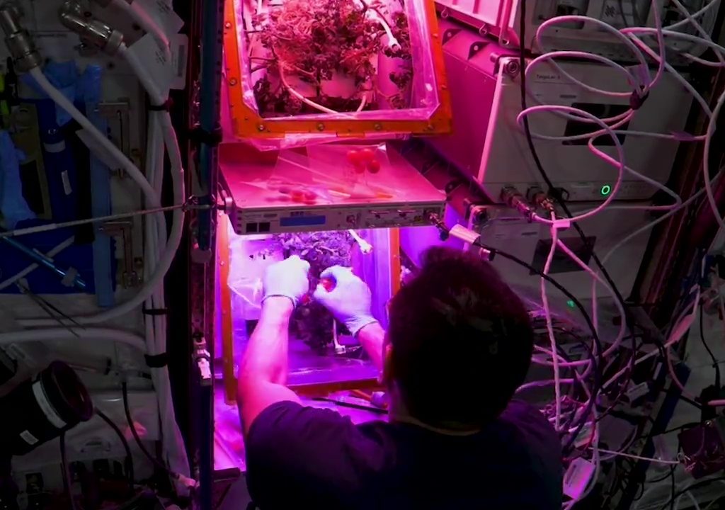 Tomate cultivée dans l'espace puis disparue, le mystère résolu : elle n'a pas été mangée