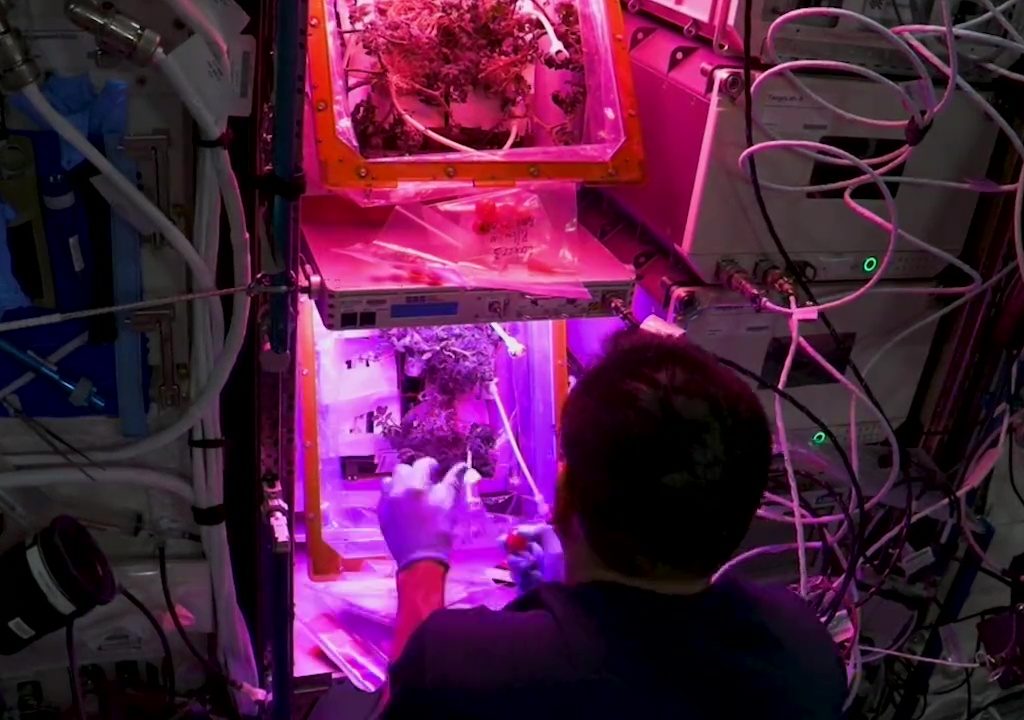 Tomate cultivée dans l'espace puis disparue, le mystère résolu : elle n'a pas été mangée