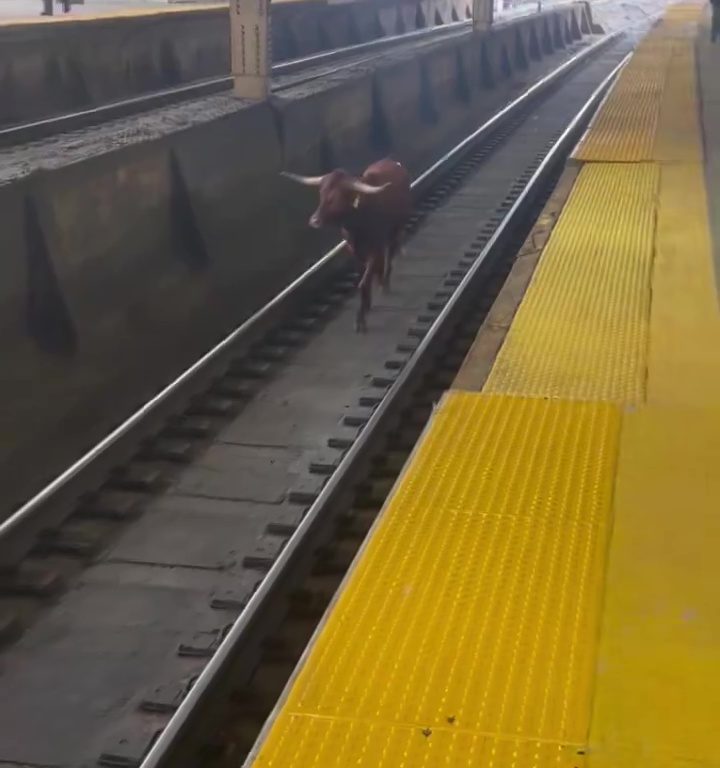 Toro s'échappe de l'abattoir et va prendre le métro : des navetteurs bloqués