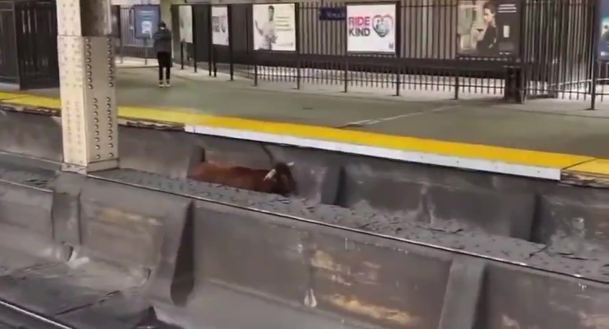 Toro s'échappe de l'abattoir et va prendre le métro : des navetteurs bloqués