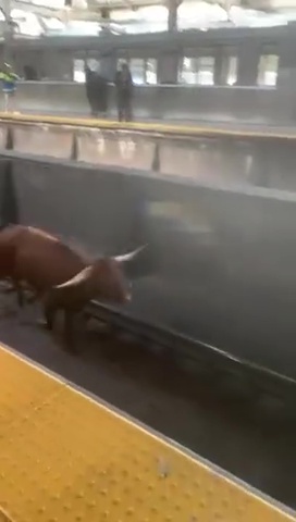 Toro s'échappe de l'abattoir et va prendre le métro : des navetteurs bloqués