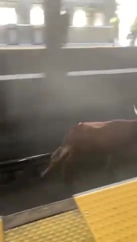 Toro s'échappe de l'abattoir et va prendre le métro : des navetteurs bloqués