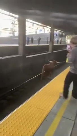 Toro s'échappe de l'abattoir et va prendre le métro : des navetteurs bloqués