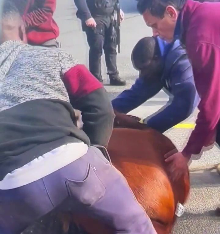 Toro fugge dal mattatoio e va a prendere la metro: pendolari bloccati