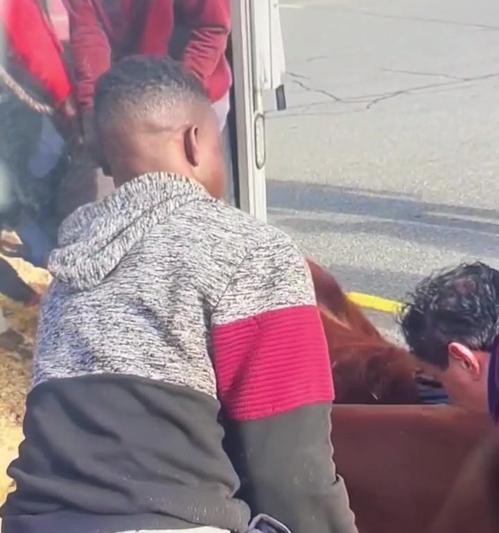 Toro s'échappe de l'abattoir et va prendre le métro : des navetteurs bloqués