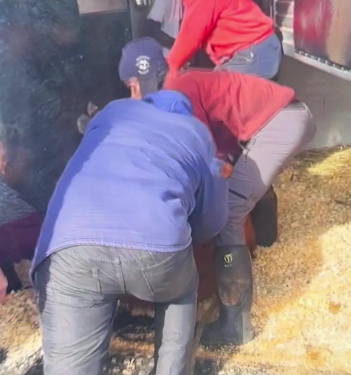 Toro s'échappe de l'abattoir et va prendre le métro : des navetteurs bloqués