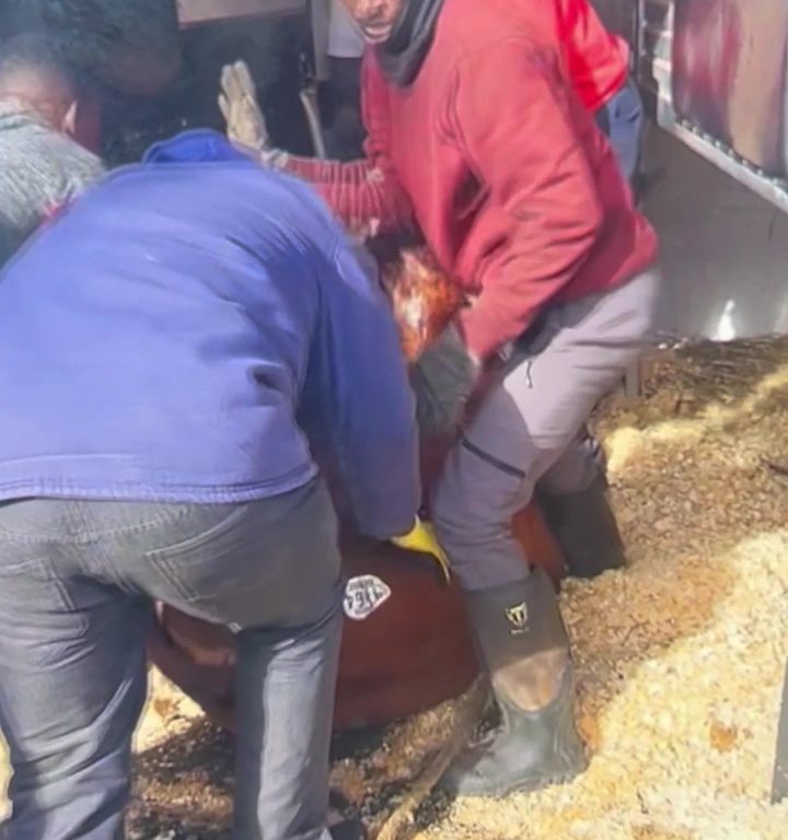 Toro s'échappe de l'abattoir et va prendre le métro : des navetteurs bloqués