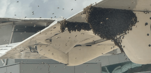 Bienenschwarm hält ein Flugzeug als Geisel: Es bleibt eine Stunde lang auf der Landebahn stehen