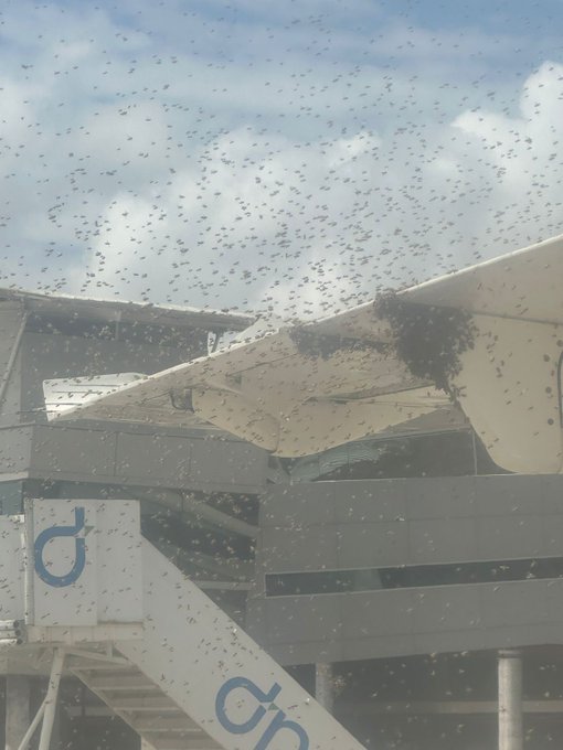 Bienenschwarm hält ein Flugzeug als Geisel: Es bleibt eine Stunde lang auf der Landebahn stehen