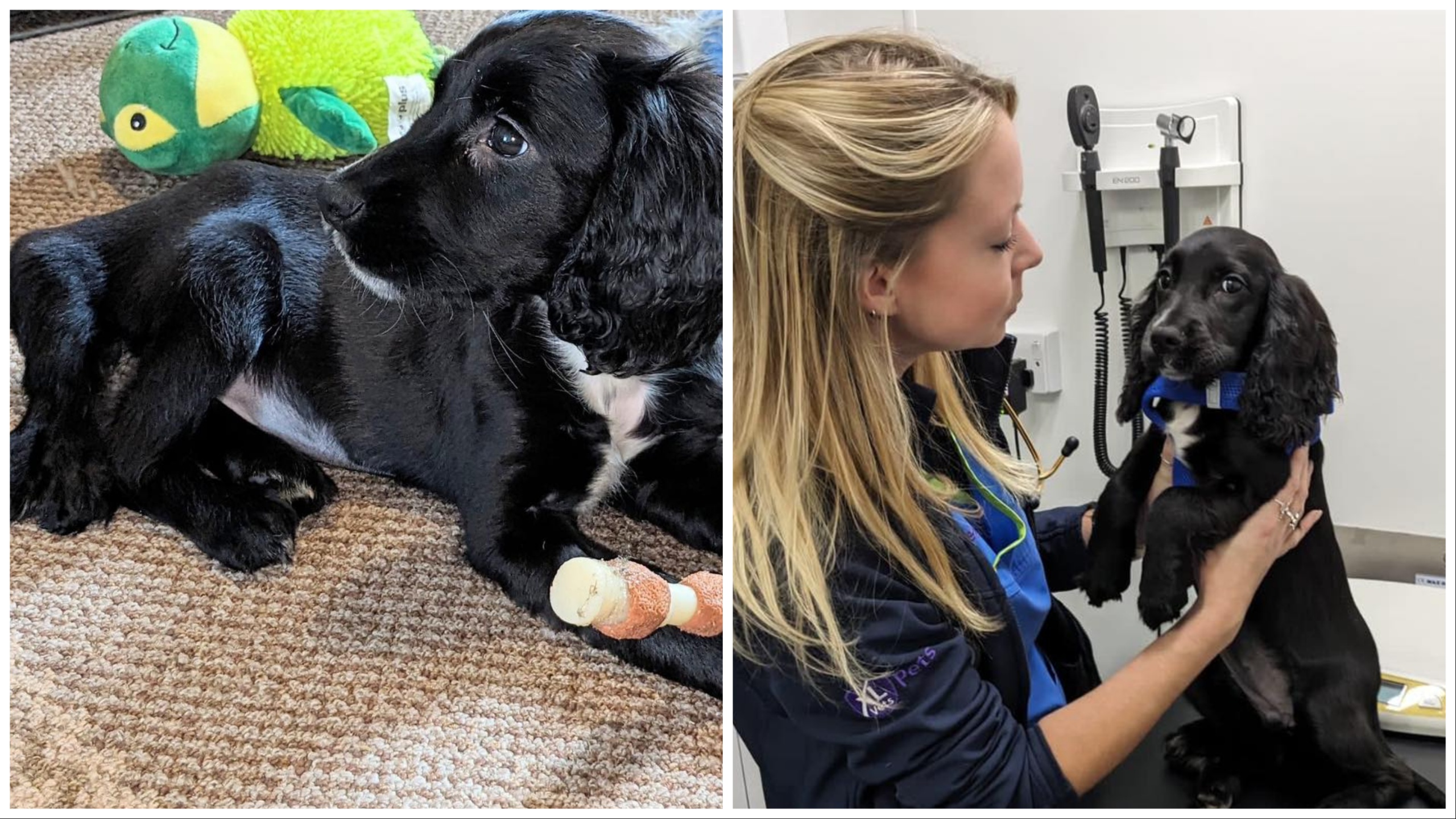 Ariel, el perro que nació con seis patas, se salvó: le amputaron las extremidades que le sobraban