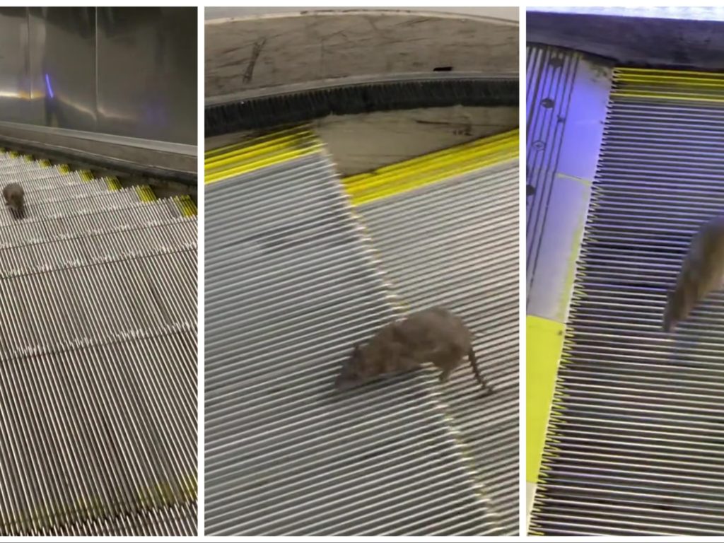 Un ratón estrella de Nueva York: en la escalera mecánica al infinito, vídeo viral