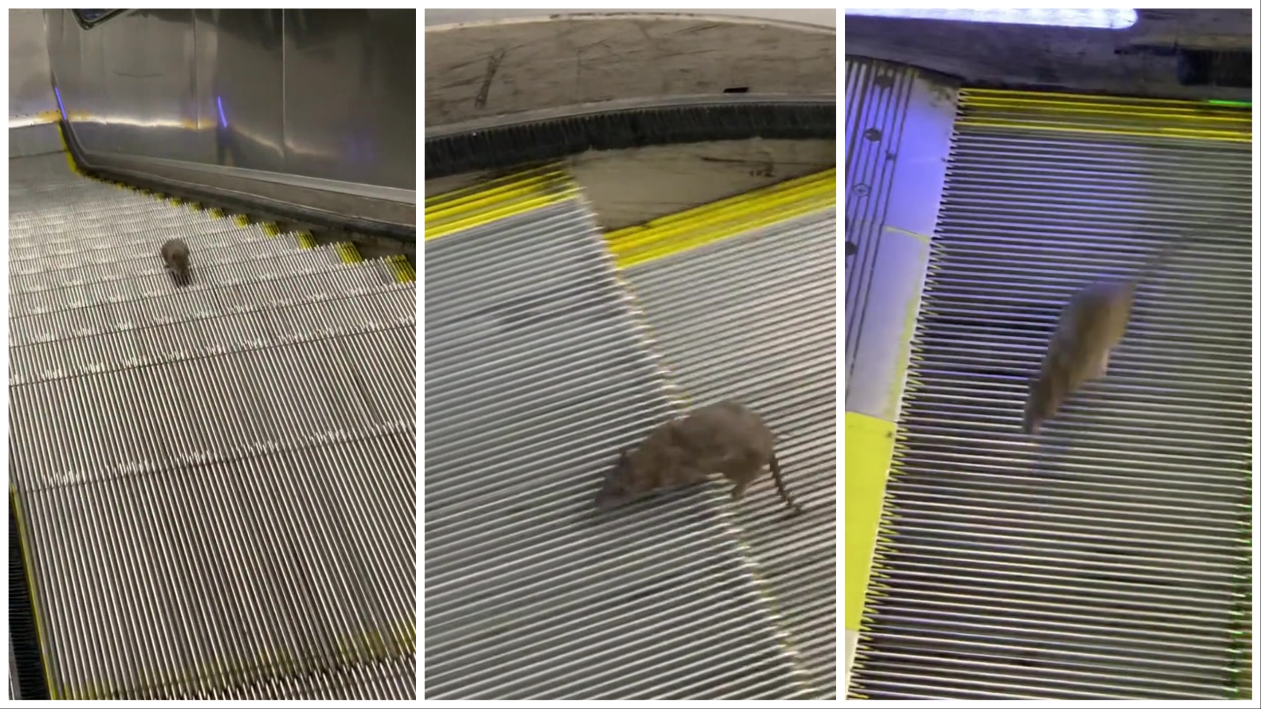 Un ratón estrella de Nueva York: en la escalera mecánica al infinito, vídeo viral