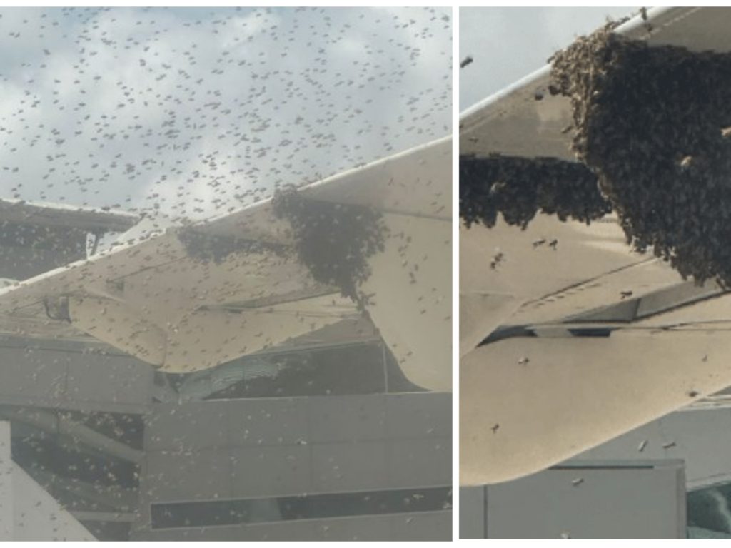 Un essaim d'abeilles tient en otage un avion : il est immobilisé sur la piste pendant une heure