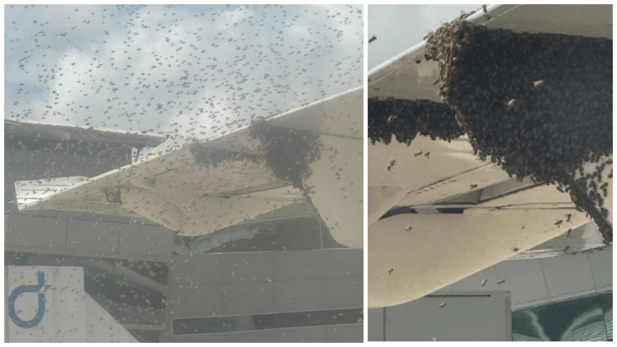 Enjambre de abejas retiene como rehén a un avión: permanece detenido en la pista durante una hora