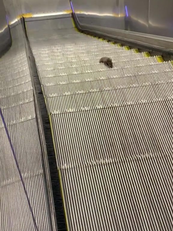 Eine New Yorker Sternmaus: Auf der Rolltreppe in die Unendlichkeit, virales Video