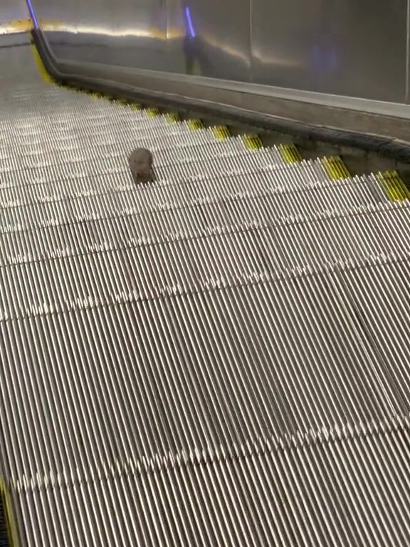 Eine New Yorker Sternmaus: Auf der Rolltreppe in die Unendlichkeit, virales Video