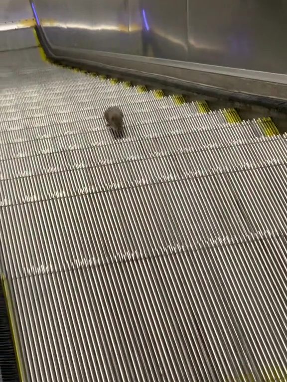 Eine New Yorker Sternmaus: Auf der Rolltreppe in die Unendlichkeit, virales Video