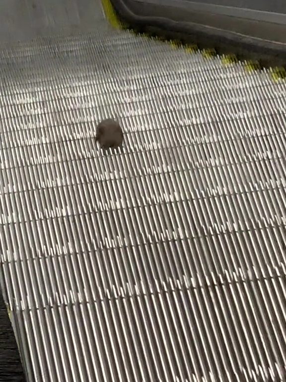 Eine New Yorker Sternmaus: Auf der Rolltreppe in die Unendlichkeit, virales Video