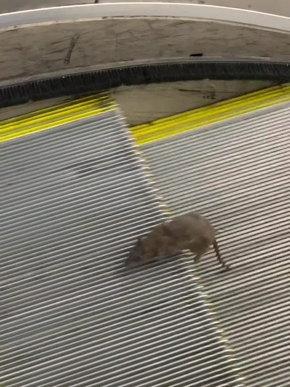 Eine New Yorker Sternmaus: Auf der Rolltreppe in die Unendlichkeit, virales Video